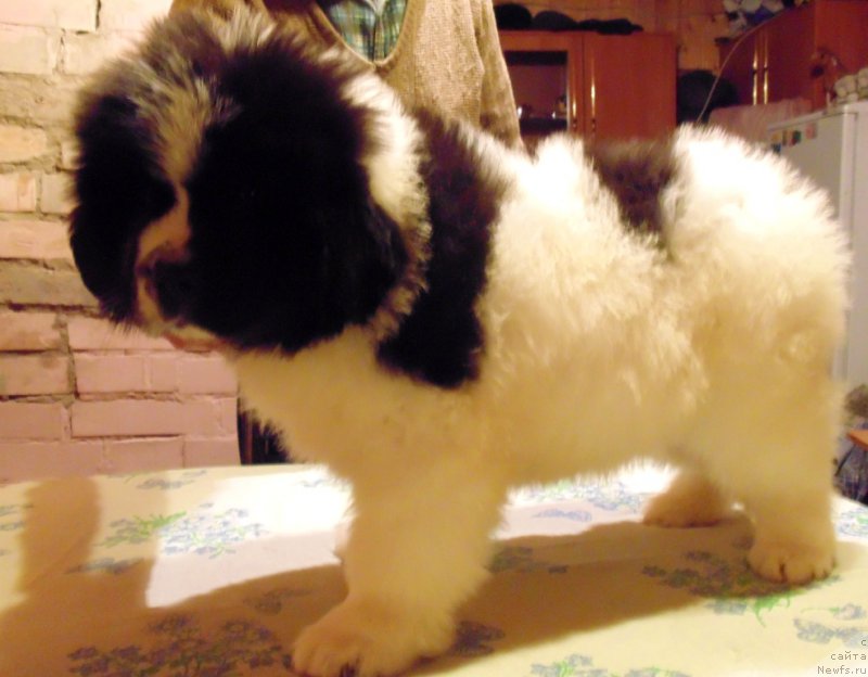 Фото: ньюфаундленд Viking ot Karelskikh Medvedey (Викинг от Карельских Медведей)