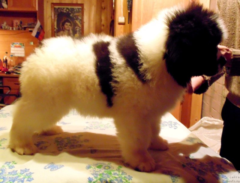 Фото: ньюфаундленд Viking ot Karelskikh Medvedey (Викинг от Карельских Медведей)