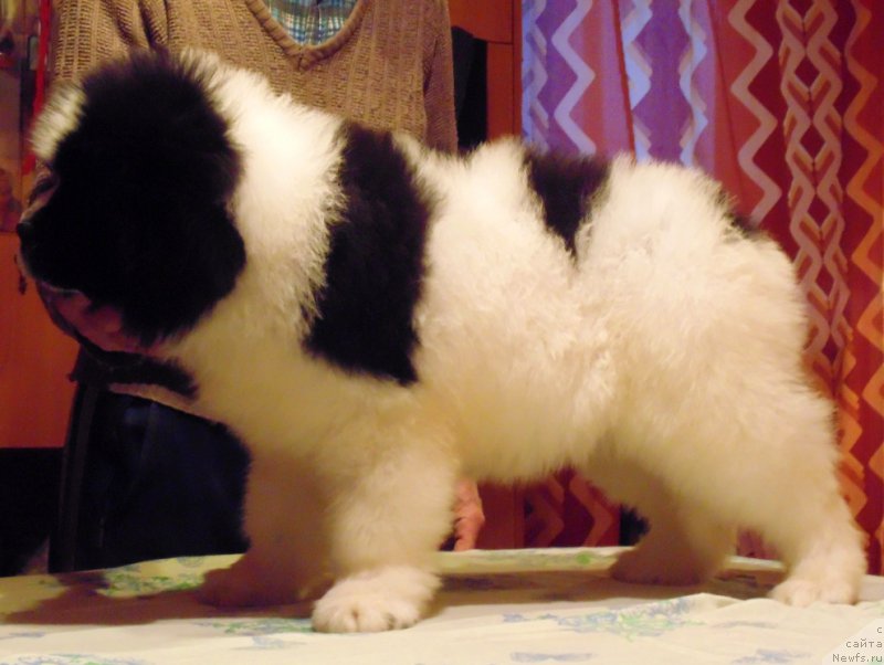 Фото: ньюфаундленд Viking ot Karelskikh Medvedey (Викинг от Карельских Медведей)