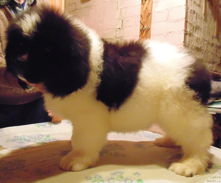 Фото: ньюфаундленд Vilmarinen ot Karel'skih Medvedey (Вилмаринен от Карельских Медведей)