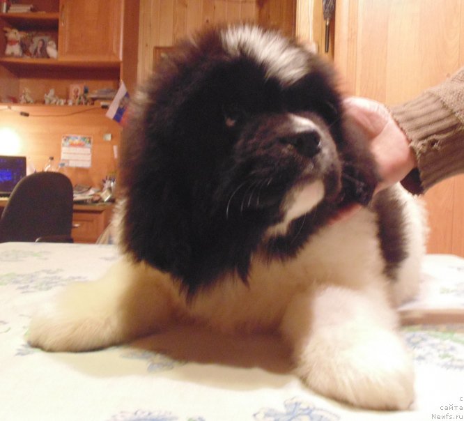 Фото: ньюфаундленд Vilmarinen ot Karel'skih Medvedey (Вилмаринен от Карельских Медведей)