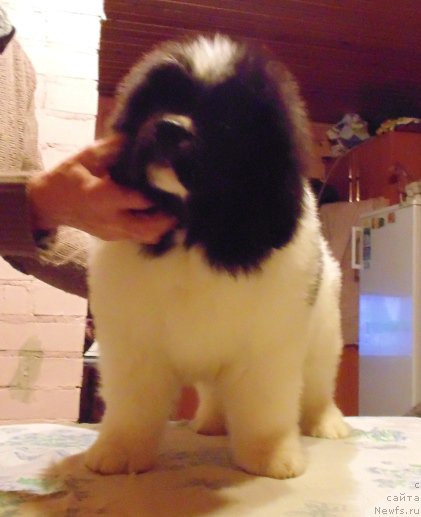 Фото: ньюфаундленд Vilmarinen ot Karel'skih Medvedey (Вилмаринен от Карельских Медведей)