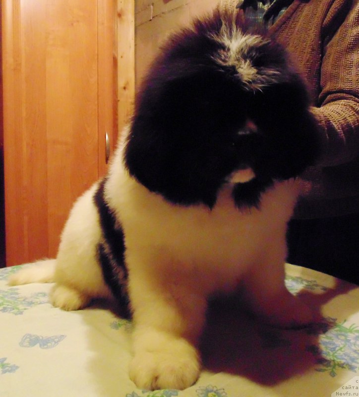 Фото: ньюфаундленд Vilmarinen ot Karel'skih Medvedey (Вилмаринен от Карельских Медведей)