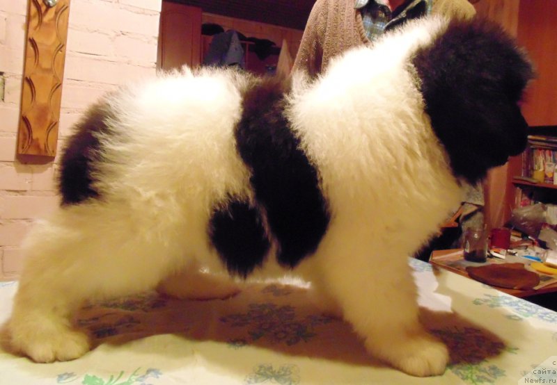 Фото: ньюфаундленд Vilmarinen ot Karel'skih Medvedey (Вилмаринен от Карельских Медведей)