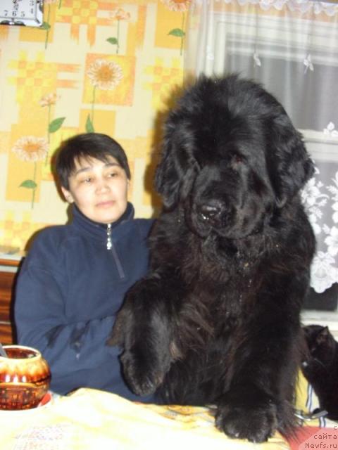 Фото: ньюфаундленд Akin Soul Sofiya (Акин Соул София)