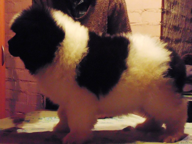 Фото: ньюфаундленд Vilmarinen ot Karel'skih Medvedey (Вилмаринен от Карельских Медведей)