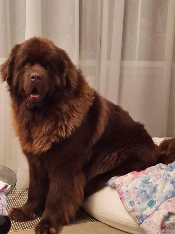 Фото: ньюфаундленд Brownblood MSK Hayes Hago (Браунблад МСК Хаиес Хаго)