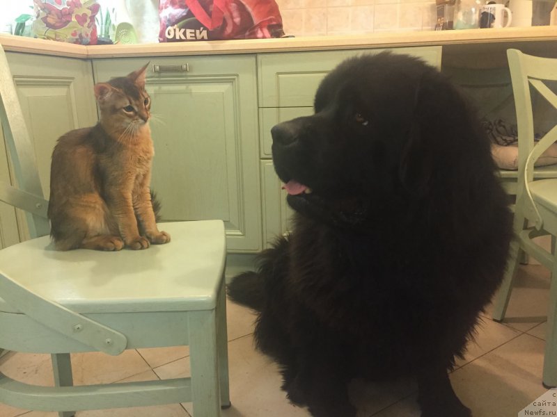 Фото: ньюфаундленд Brownblood MSK Harricane Higgins (Браунблад МСК Харрикейн Хиггенс)