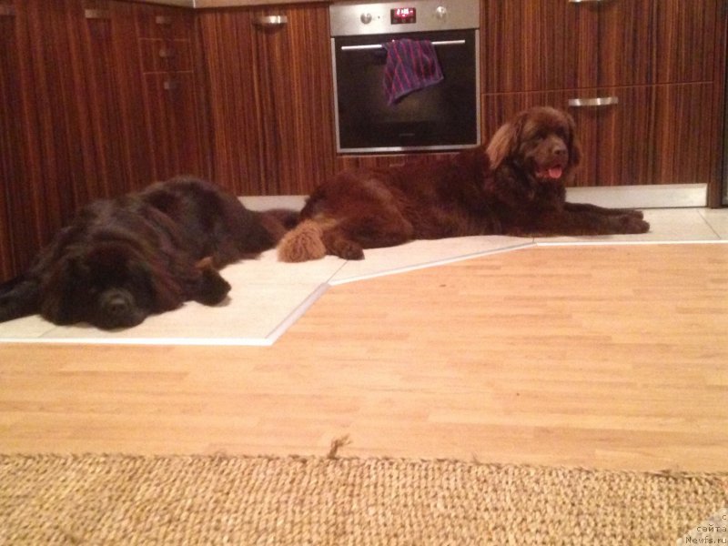 Фото: ньюфаундленд Brownblood MSK Harita Havva (Браунблад МСК Харита Хавва), ньюфаундленд Brownblood MSK Happy Teddy (Браунблад МСК Хэппи Тедди)