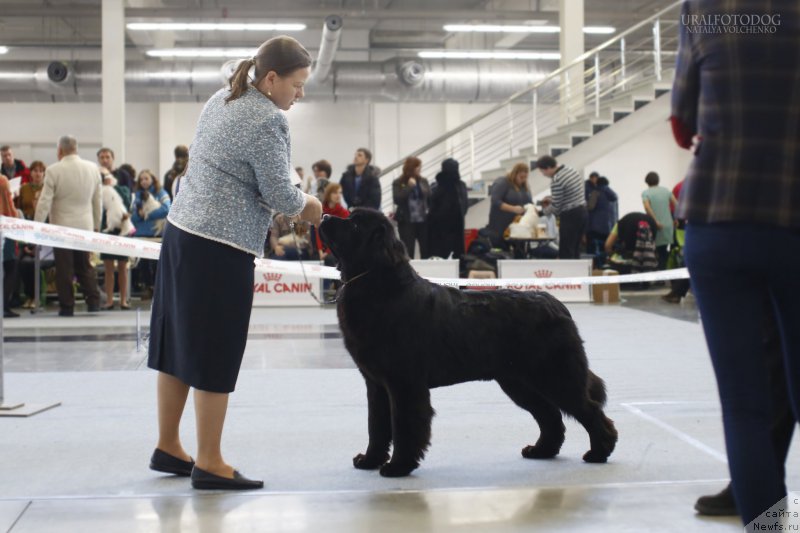 Фото: ньюфаундленд Aquatoriya Kelvin Gloria (Акватория Келвин Глория)