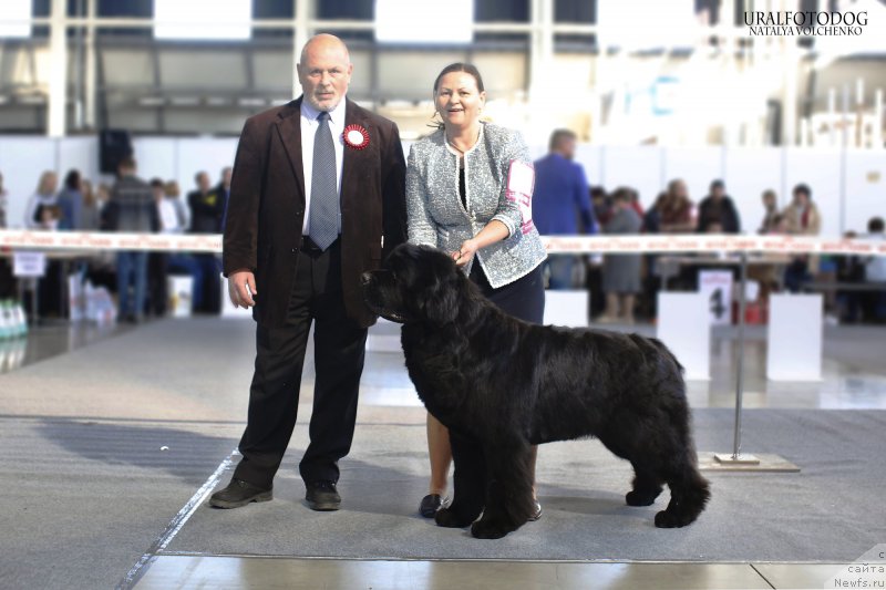 Фото: ньюфаундленд Aquatoriya Kelvin From Siberia at Cayuga (Акватория Келвин Фром Сибириа эт Каюга), Tat'yana Abutova (Татьяна Абутова)
