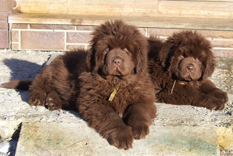 Фото: ньюфаундленд Brownblood MSK Alfa-Romeo Gold Baddy (Браунблад МСК Альфа-Ромео Голд Бадди), ньюфаундленд Brownblood MSK Abrams-Strong (Браунблад МСК Абрамс-Стронг)