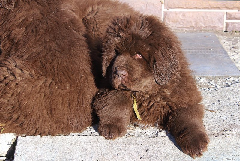 Фото: ньюфаундленд Brownblood MSK Alfa-Romeo Gold Baddy (Браунблад МСК Альфа-Ромео Голд Бадди)