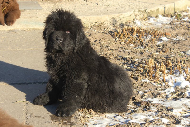 Фото: ньюфаундленд Brownblood MSK Amadey-Defender (Браунблад МСК Амадей-Дефендер)