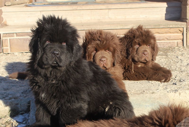 Фото: ньюфаундленд Brownblood MSK Amadey-Defender (Браунблад МСК Амадей-Дефендер)