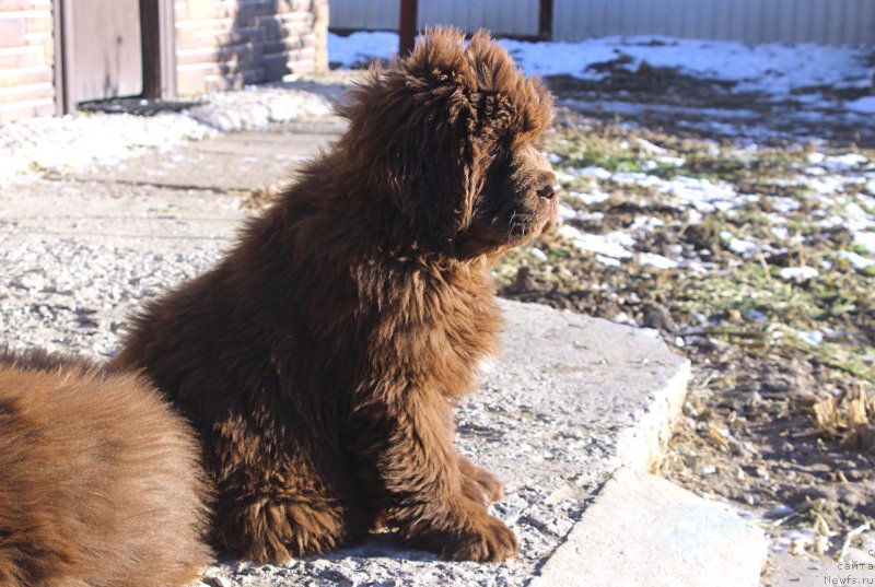 Фото: ньюфаундленд Brownblood MSK Avanti Darling Kid (Браунблад МСК Аванти Дарлинг Кид)