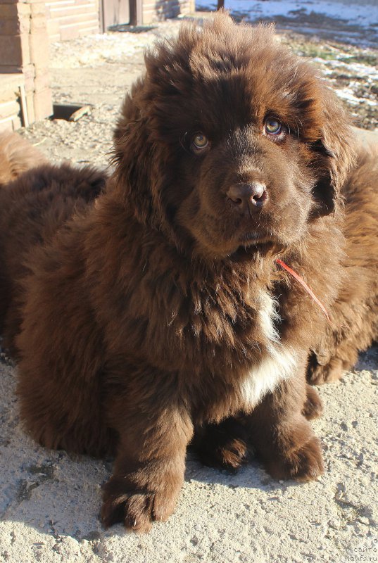 Фото: ньюфаундленд Brownblood MSK Audi Red Less (Браунблад МСК Ауди Рэд Лэсс)