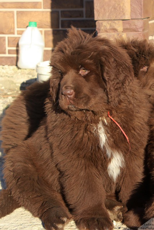 Фото: ньюфаундленд Brownblood MSK Audi Red Less (Браунблад МСК Ауди Рэд Лэсс)