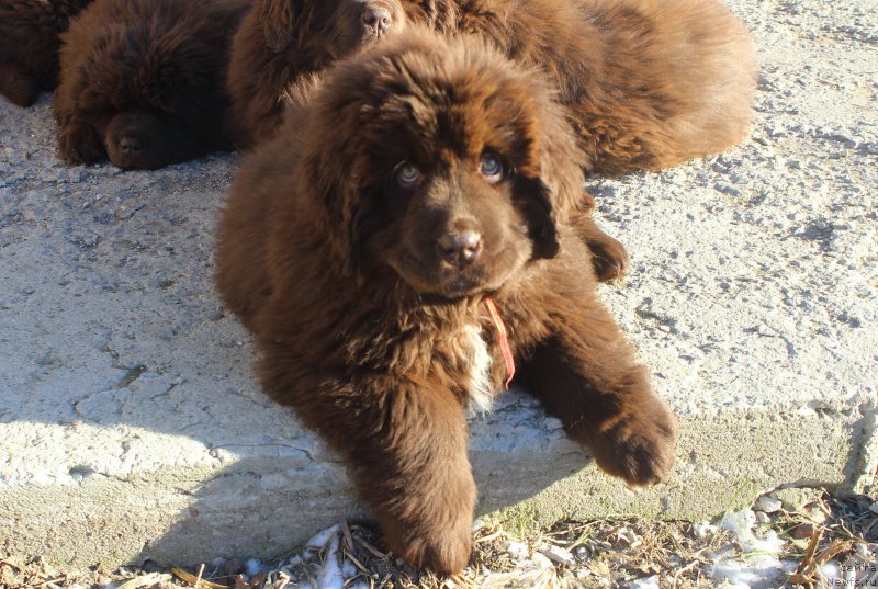 Фото: ньюфаундленд Brownblood MSK Audi Red Less (Браунблад МСК Ауди Рэд Лэсс)