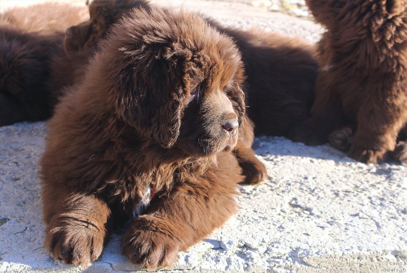 Фото: ньюфаундленд Brownblood MSK Audi Red Less (Браунблад МСК Ауди Рэд Лэсс)