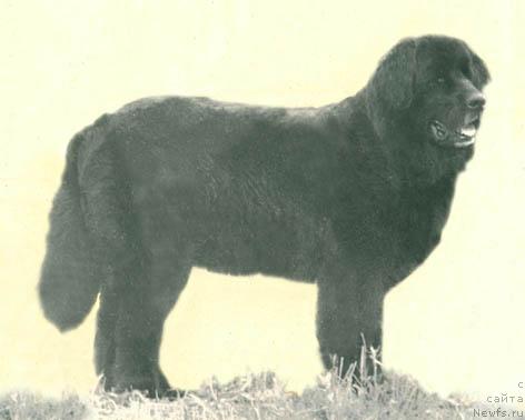 Фото: ньюфаундленд Dezi (Дези)