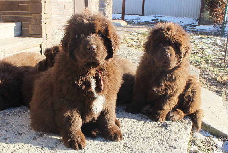 Фото: ньюфаундленд Brownblood MSK Audi Red Less (Браунблад МСК Ауди Рэд Лэсс), ньюфаундленд Brownblood MSK Avanti Darling Kid (Браунблад МСК Аванти Дарлинг Кид)
