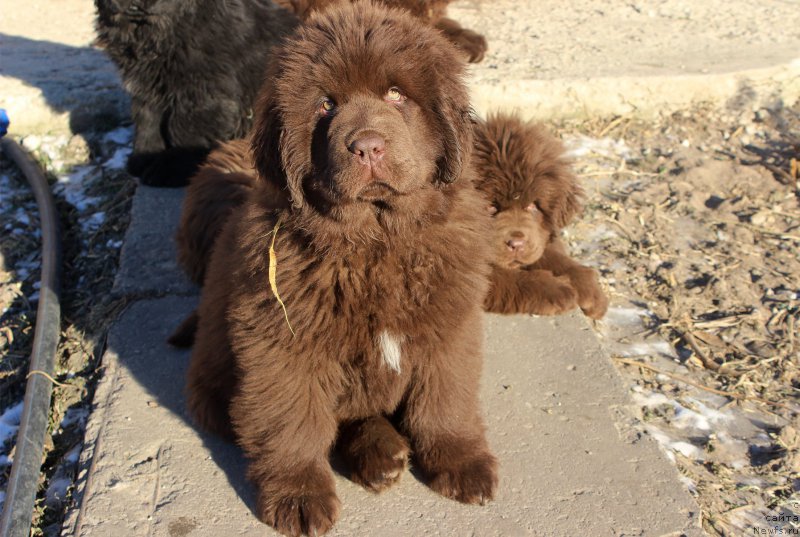 Фото: ньюфаундленд Brownblood MSK Armata Loyar Aid (Браунблад МСК Армата Лойар Аид)