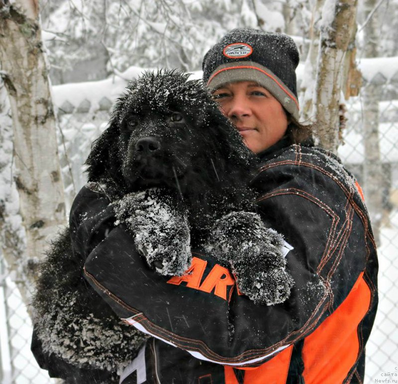 Фото: ньюфаундленд Moya Stikhiya Medzhi Ivi (Моя Стихия Меджи Иви)