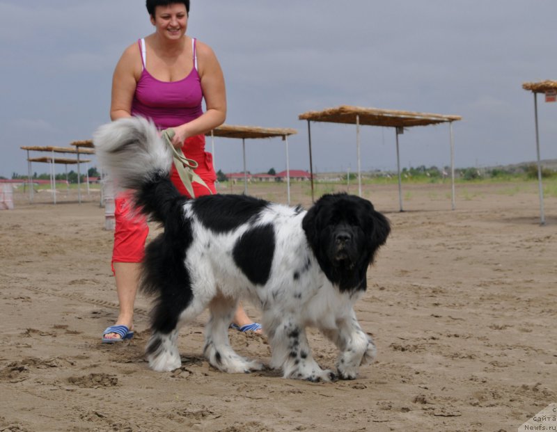 Фото: ньюфаундленд Aleksis ot Sibirskogo Medvedya (Алексис от Сибирского Медведя)