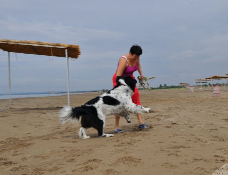 Фото: ньюфаундленд Aleksis ot Sibirskogo Medvedya (Алексис от Сибирского Медведя)