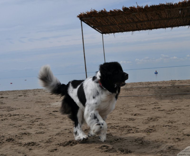 Фото: ньюфаундленд Aleksis ot Sibirskogo Medvedya (Алексис от Сибирского Медведя)