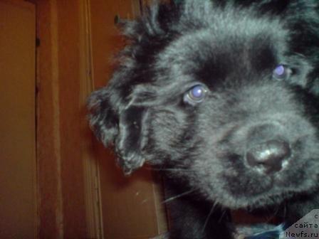 Фото: ньюфаундленд Koldovskaya Lyubov' (Колдовская Любовь)