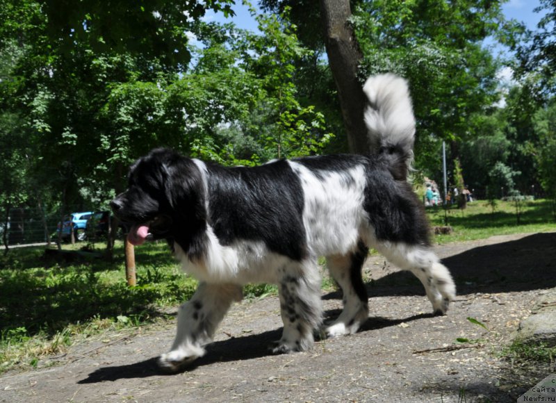 Фото: ньюфаундленд Aleksis ot Sibirskogo Medvedya (Алексис от Сибирского Медведя)