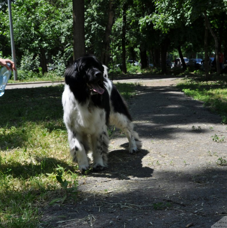 Фото: ньюфаундленд Aleksis ot Sibirskogo Medvedya (Алексис от Сибирского Медведя)