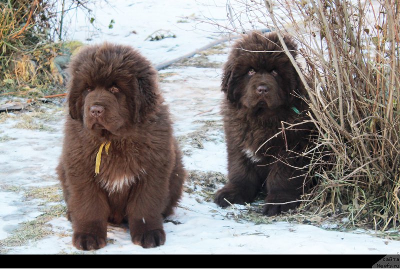 Фото: ньюфаундленд Brownblood MSK Alfa-Romeo Gold Baddy (Браунблад МСК Альфа-Ромео Голд Бадди), ньюфаундленд Brownblood MSK Another Love Tender Ebony (Браунблад МСК Аназер Лав Тендер Эбони)