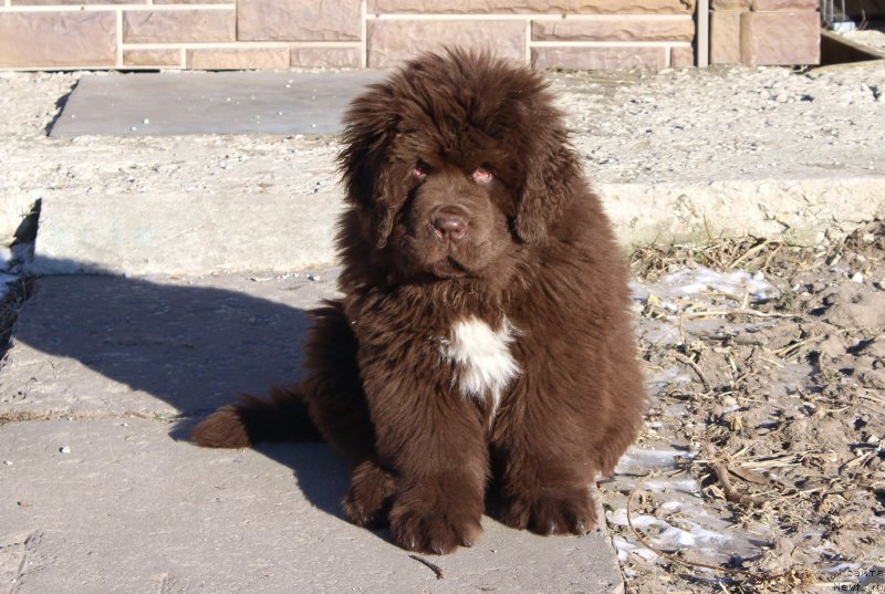 Фото: ньюфаундленд Brownblood MSK Abrams-Strong (Браунблад МСК Абрамс-Стронг)