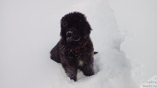 Фото: ньюфаундленд Remi Martin Lui is Antagrada (Реми Мартин Луи из Антаграда)