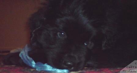 Фото: ньюфаундленд Koldovskaya Lyubov' (Колдовская Любовь)