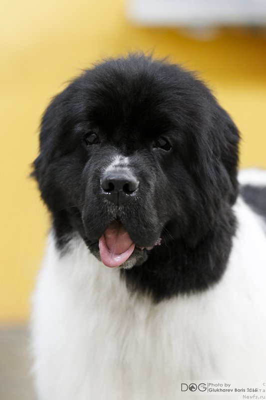 Фотография № 217321