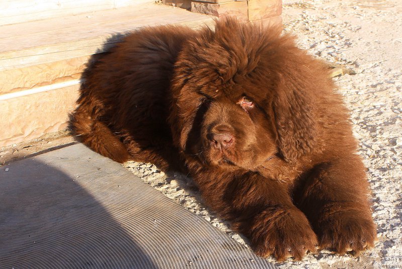 Фото: ньюфаундленд Brownblood MSK Another Love Tender Ebony (Браунблад МСК Аназер Лав Тендер Эбони)