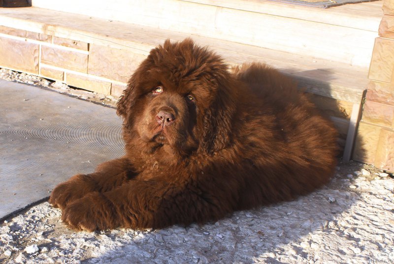Фото: ньюфаундленд Brownblood MSK Another Love Tender Ebony (Браунблад МСК Аназер Лав Тендер Эбони)