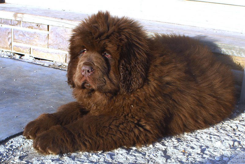 Фото: ньюфаундленд Brownblood MSK Another Love Tender Ebony (Браунблад МСК Аназер Лав Тендер Эбони)