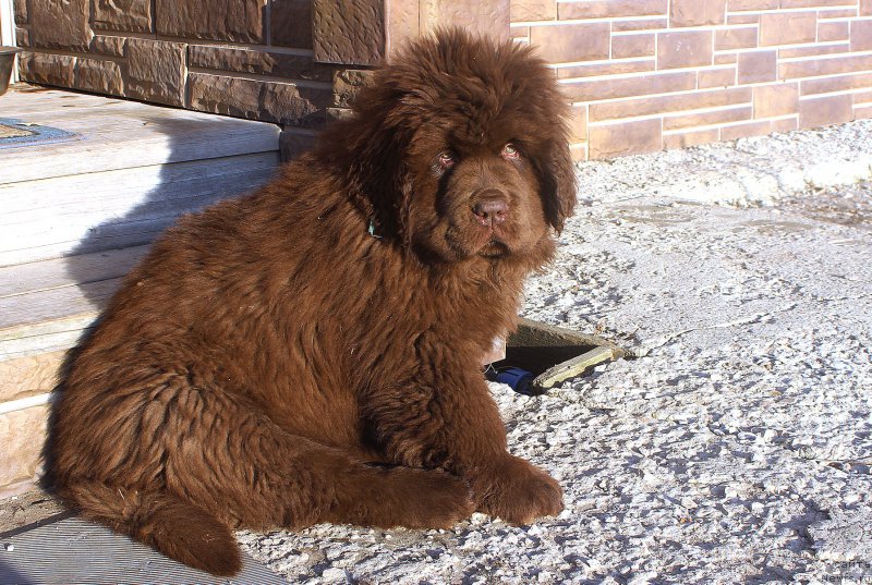 Фото: ньюфаундленд Brownblood MSK Another Love Tender Ebony (Браунблад МСК Аназер Лав Тендер Эбони)