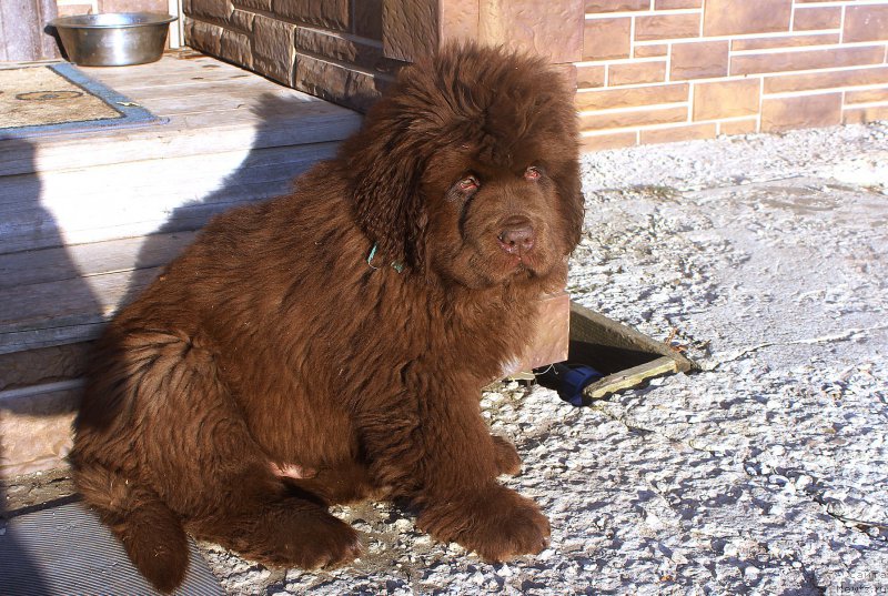 Фото: ньюфаундленд Brownblood MSK Another Love Tender Ebony (Браунблад МСК Аназер Лав Тендер Эбони)