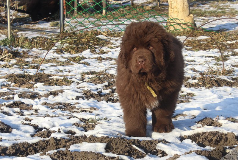 Фото: ньюфаундленд Brownblood MSK Alfa-Romeo Gold Baddy (Браунблад МСК Альфа-Ромео Голд Бадди)