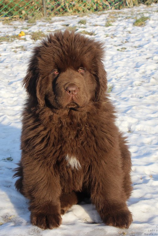 Фото: ньюфаундленд Brownblood MSK Avanti Darling Kid (Браунблад МСК Аванти Дарлинг Кид)