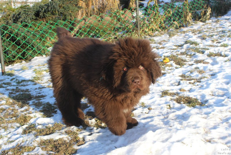 Фото: ньюфаундленд Brownblood MSK Another Love Tender Ebony (Браунблад МСК Аназер Лав Тендер Эбони)