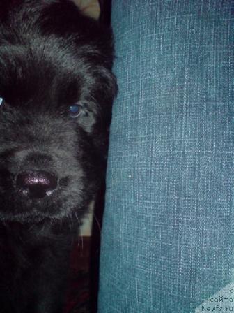 Фото: ньюфаундленд Koldovskaya Lyubov' (Колдовская Любовь)