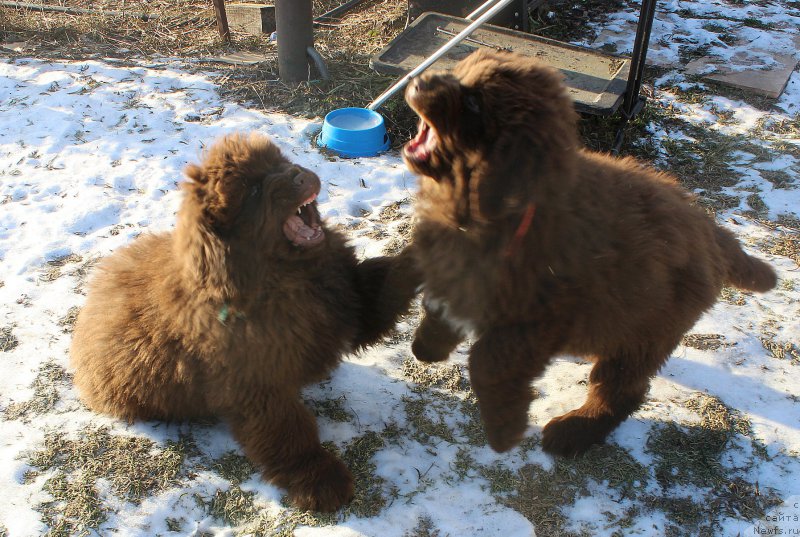 Фото: ньюфаундленд Brownblood MSK Another Love Tender Ebony (Браунблад МСК Аназер Лав Тендер Эбони), ньюфаундленд Brownblood MSK Audi Red Less (Браунблад МСК Ауди Рэд Лэсс)