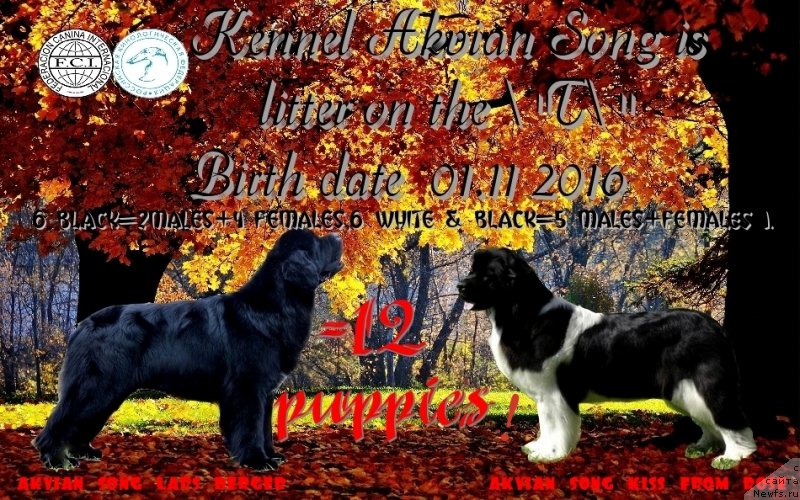 Фото: ньюфаундленд Akvian Song Lars Berger (Аквиан Сонг Ларс Бергер), ньюфаундленд Akvian Song Kiss from Rouz (Аквиан Сонг Кисс Фром Роуз)